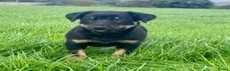 Mixed Breed dogs for sale: Gorgeous huntaway x collie pups in Abergele - Advert 1