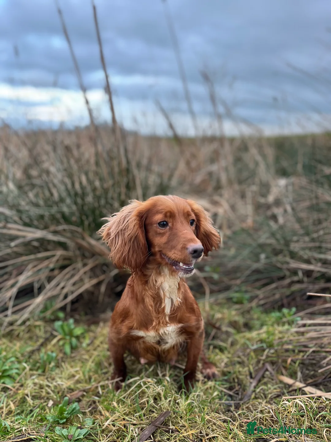 Cocker Spaniel dogs for sale: Kc Fox red, working cocker spaniels pups - Advert 6