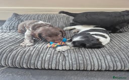 Sprocker dogs for sale: Beautiful Boy Sprocker Spaniel - Image 2