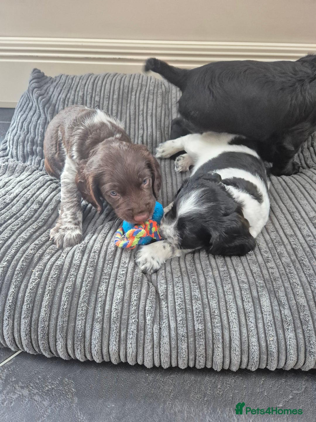 Sprocker dogs for sale: Beautiful Boy Sprocker Spaniel - Image 2
