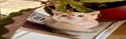 Mixed Breed cats for sale: TWO beautiful half-breed Ragdoll boy kittens. - Advert 11