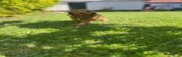 Cavapoo dogs for sale: Cavapoo puppies for sale  in Sittingbourne - Advert 6