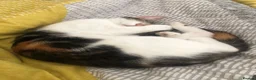 Mixed Breed cats for sale: Lottie - Advert 4