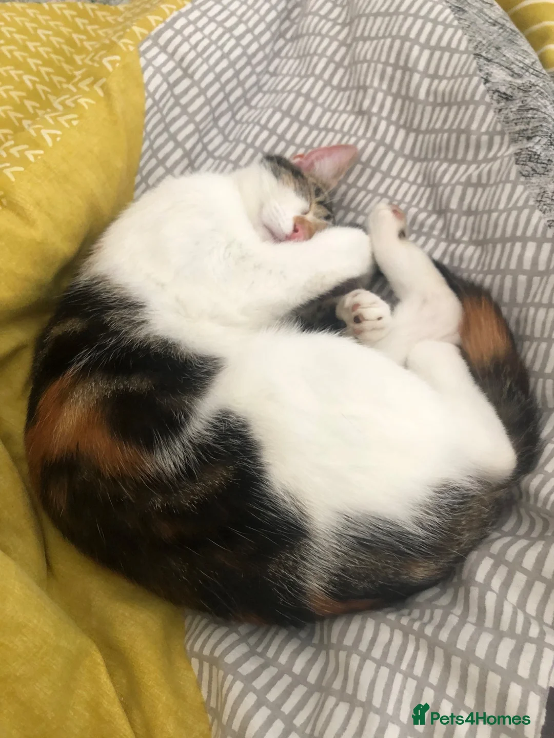 Mixed Breed cats for sale: Lottie - Advert 4