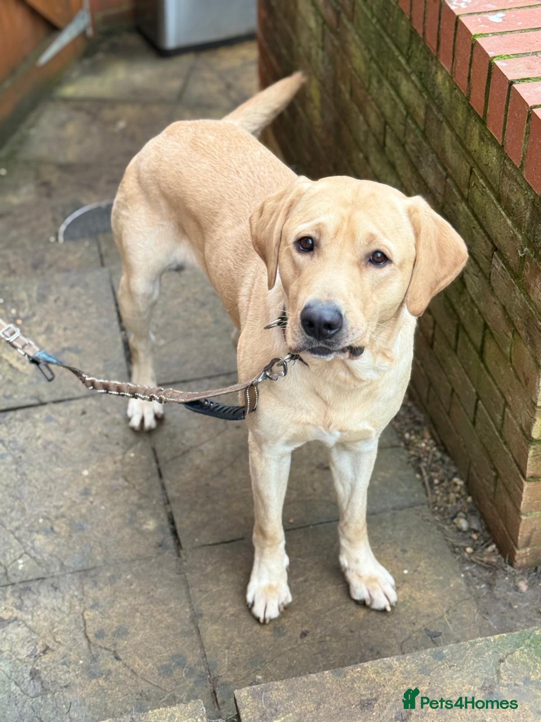 Labrador Retriever dogs for sale: Labrador Retriever - Advert 4