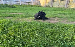 French Bulldog dogs for sale: 🏆KC registered, Standard French Bulldog Puppies🏆 - Image 13