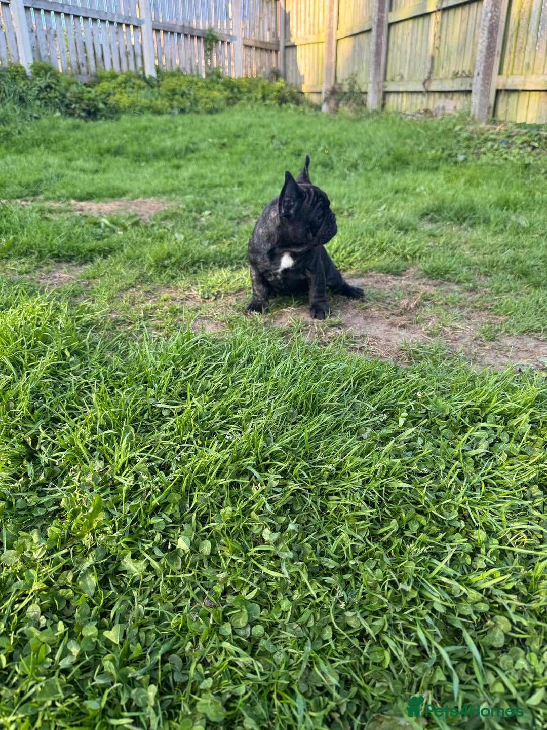 French Bulldog dogs for sale: 🏆KC registered, Standard French Bulldog Puppies🏆 - Image 13