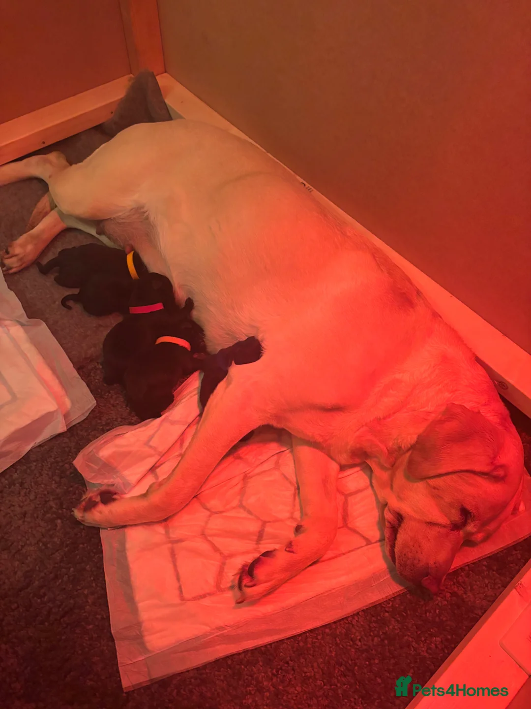 Labrador Retriever dogs for sale: KC-registered black Lab pups need forever home - Advert 1