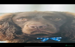Sprocker dogs for stud: Stud  - Image 2