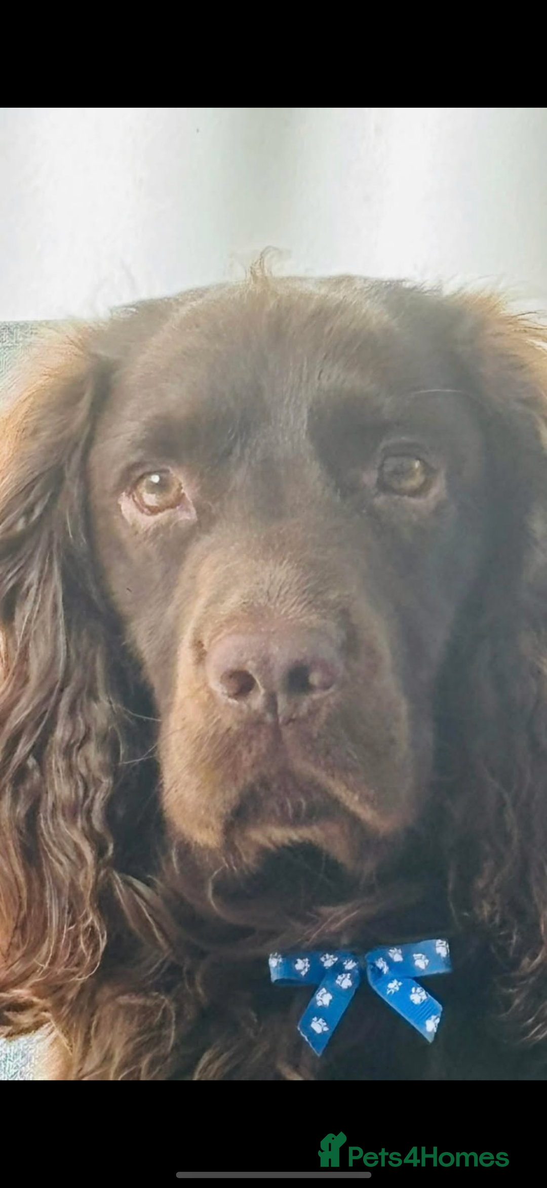 Sprocker dogs for stud: Stud  - Image 2