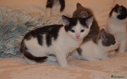 Mixed Breed cats for sale: 6 Adorable Playful Kittens for Sale - Image 37