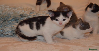 Mixed Breed cats - Advert 10