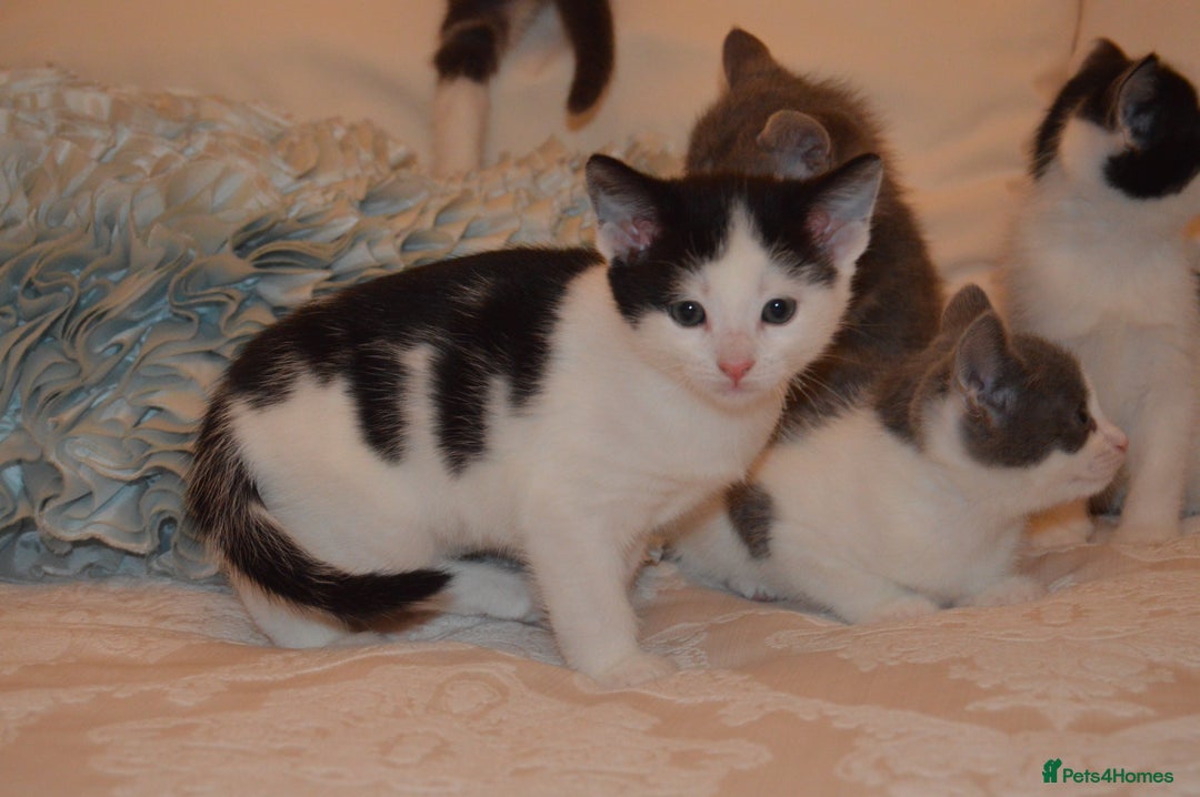 Mixed Breed cats for sale: 6 Adorable Playful Kittens for Sale - Image 37