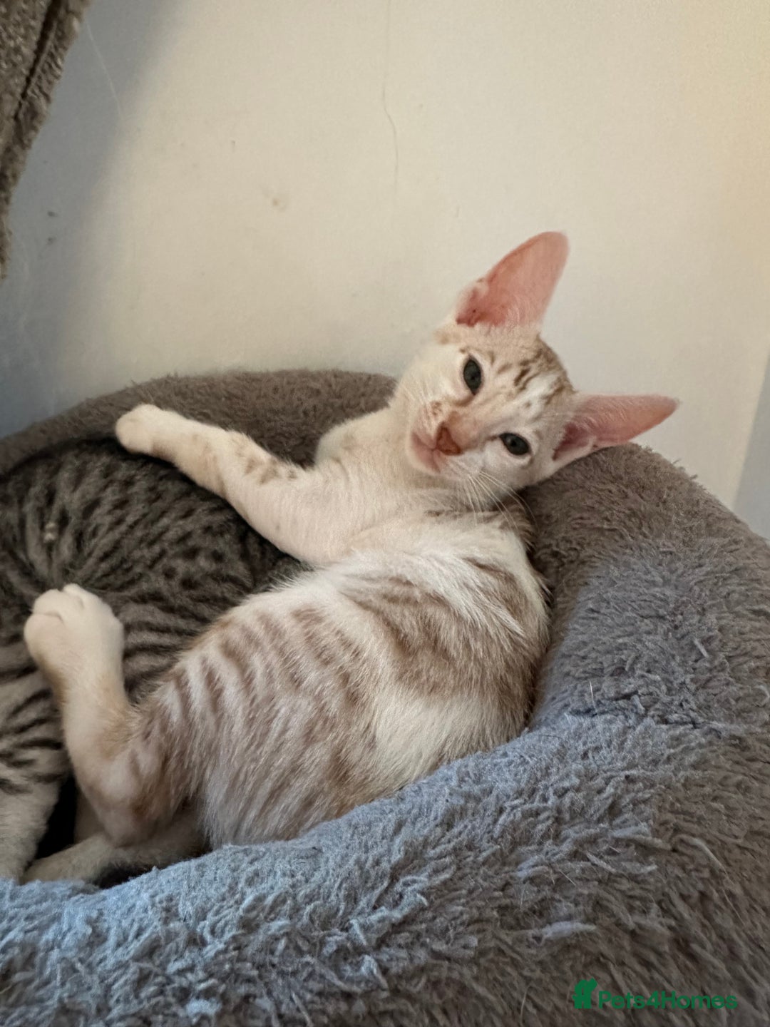 Mixed Breed cats for sale: Crossed Between Oriental short hair & White Bengal - Advert 14