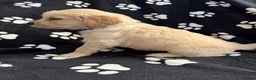 Golden Retriever dogs for sale: Kennel Club Health Tested Golden Retriever Puppies - Advert 15