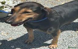 Mixed Breed dogs for adoption: Cinnamon needs a loving home  - Image 9