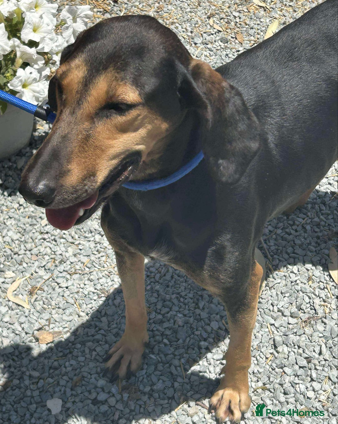 Mixed Breed dogs for adoption: Cinnamon needs a loving home  - Image 9