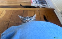 Bengal cats for sale: Kittens For Sale - Image 8