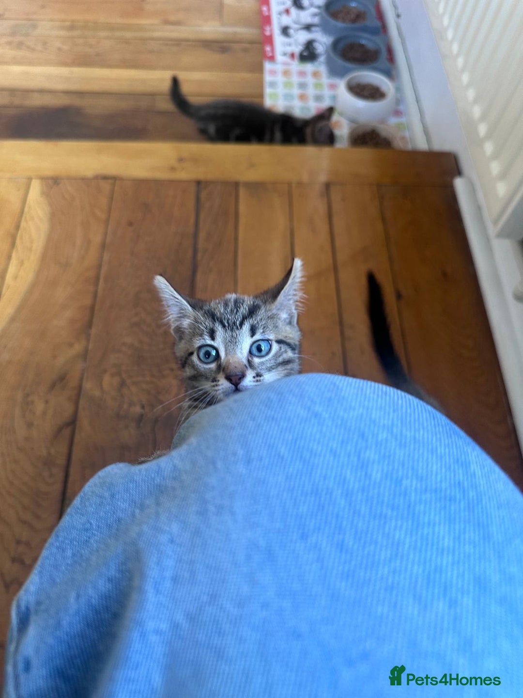 Bengal cats for sale: Kittens For Sale - Image 8