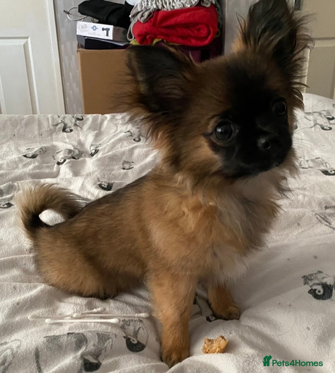 Mixed Breed dogs for sale: Beautiful Small Puppy Looking For A Loving Home - Advert 4