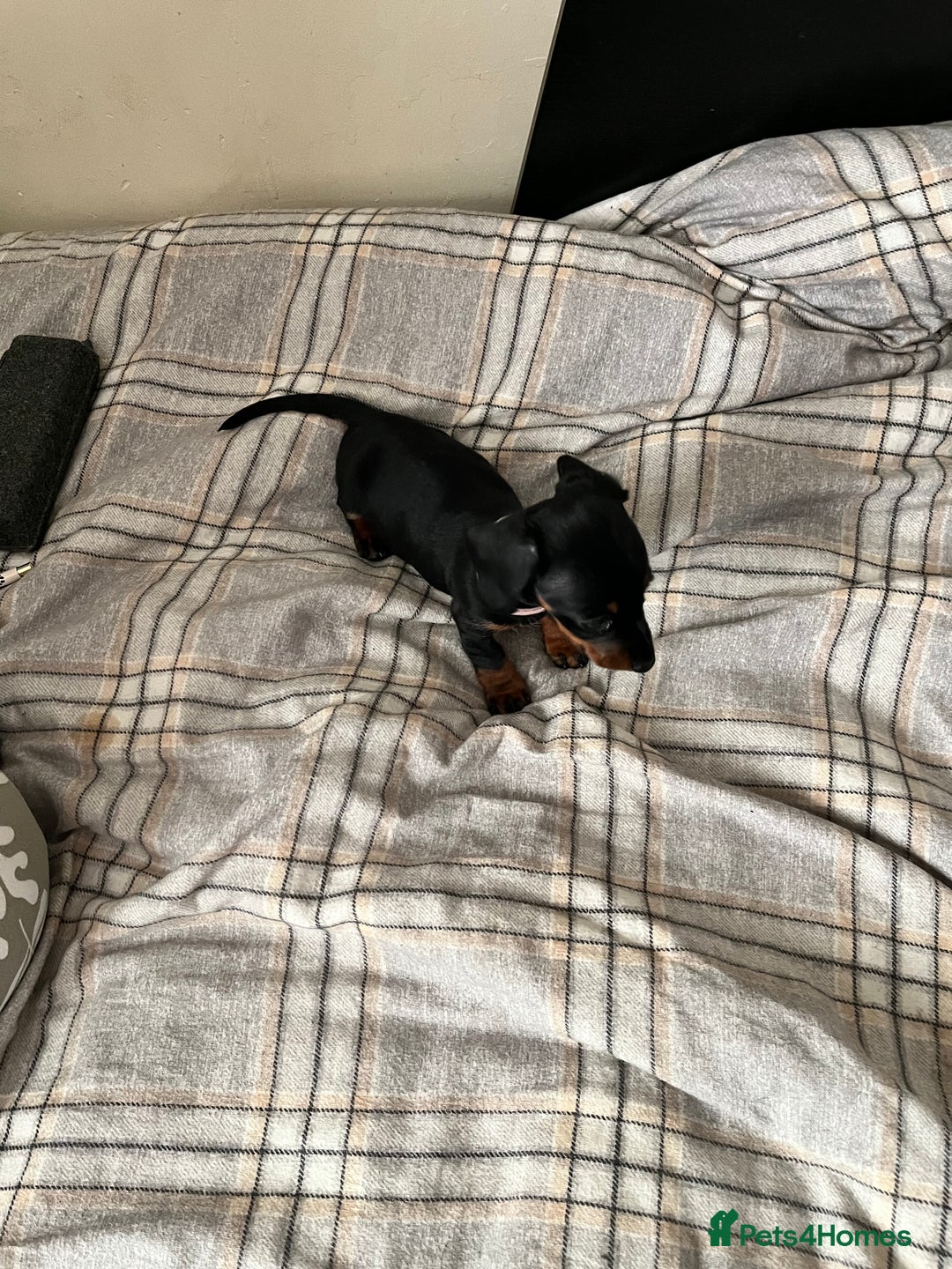 Dachshund dogs for sale: Miniature Dachshund Pups  - Advert 12