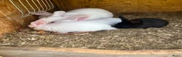 New Zealand rabbits for sale: Rabbits for sale  - Advert 5