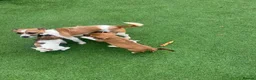 Jack Russell dogs for sale: Beautiful jack Russell puppies  in Burford - Advert 1