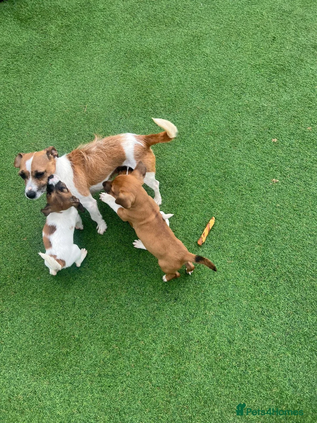 Jack Russell dogs for sale: Beautiful jack Russell puppies  in Burford - Advert 1
