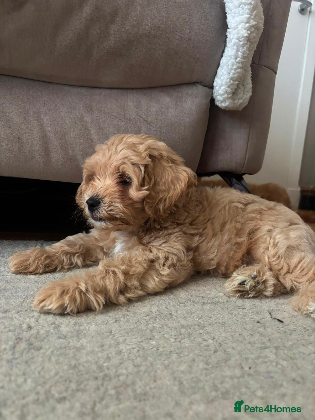 Maltipoo dogs Maltipoo Male Puppies - Advert 1