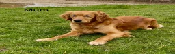 Golden Retriever dogs for sale: KC Reg Golden Retriever Puppies Health Tested - Advert 4