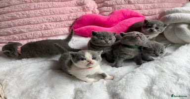 British Shorthair cats - Advert 6