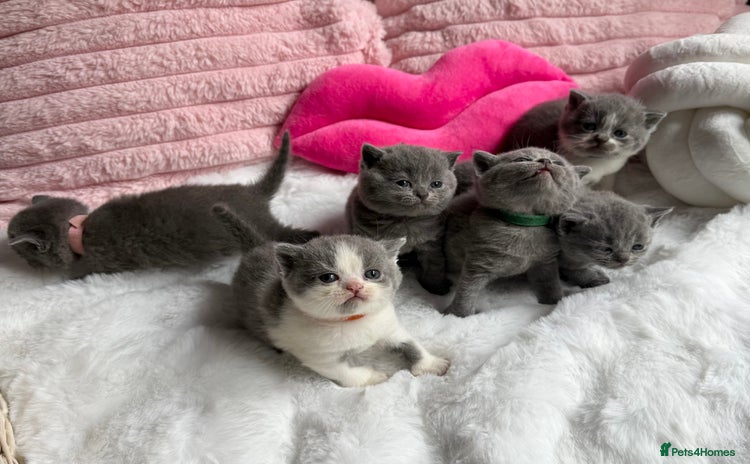 British Shorthair cats - Advert 5