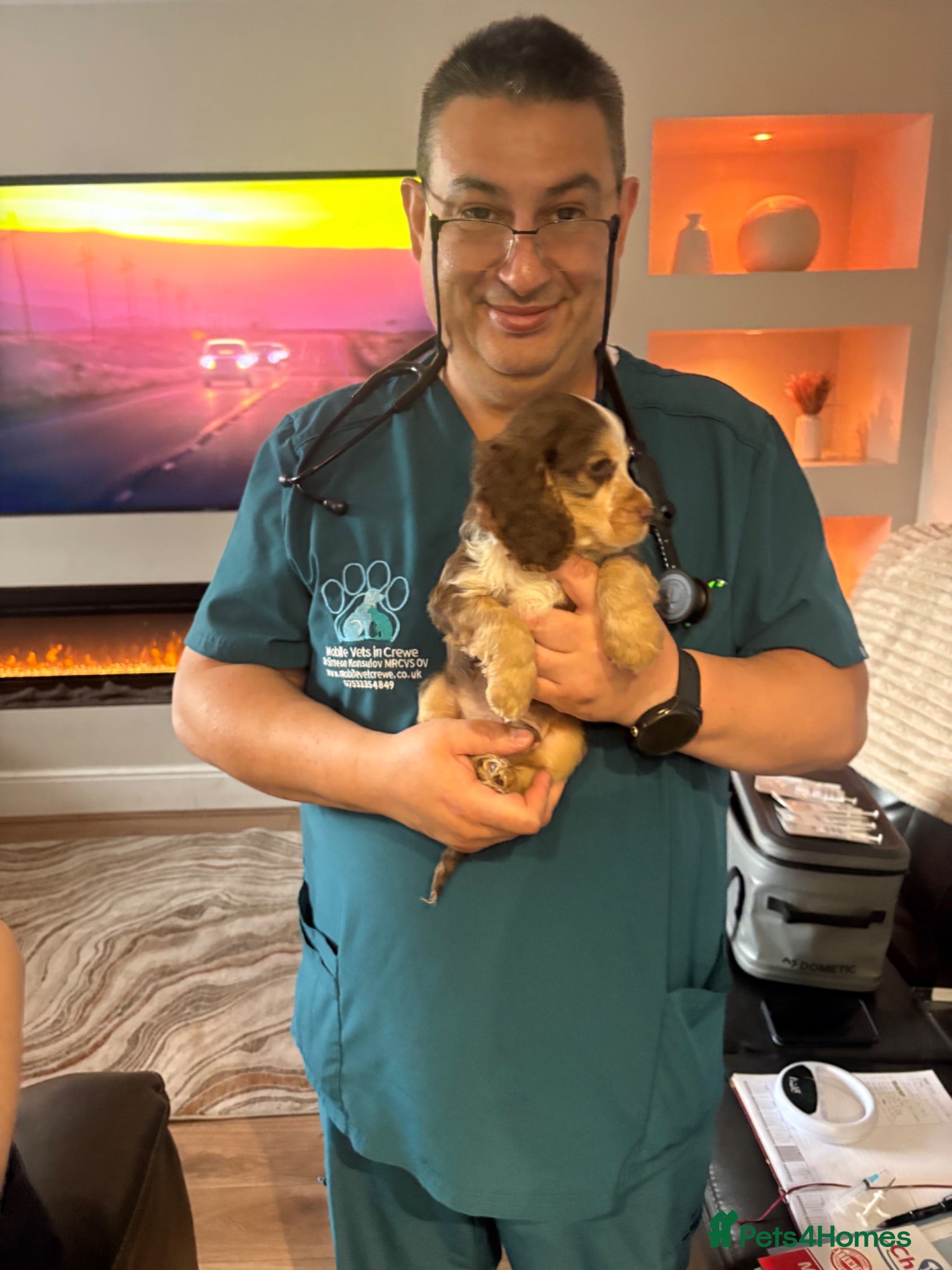 Cocker Spaniel dogs READY NEXT WEEK Quality show cockers - Advert 2