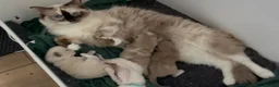 Ragdoll cats for sale: Pedigree registered mink Ragdolls  - Advert 1