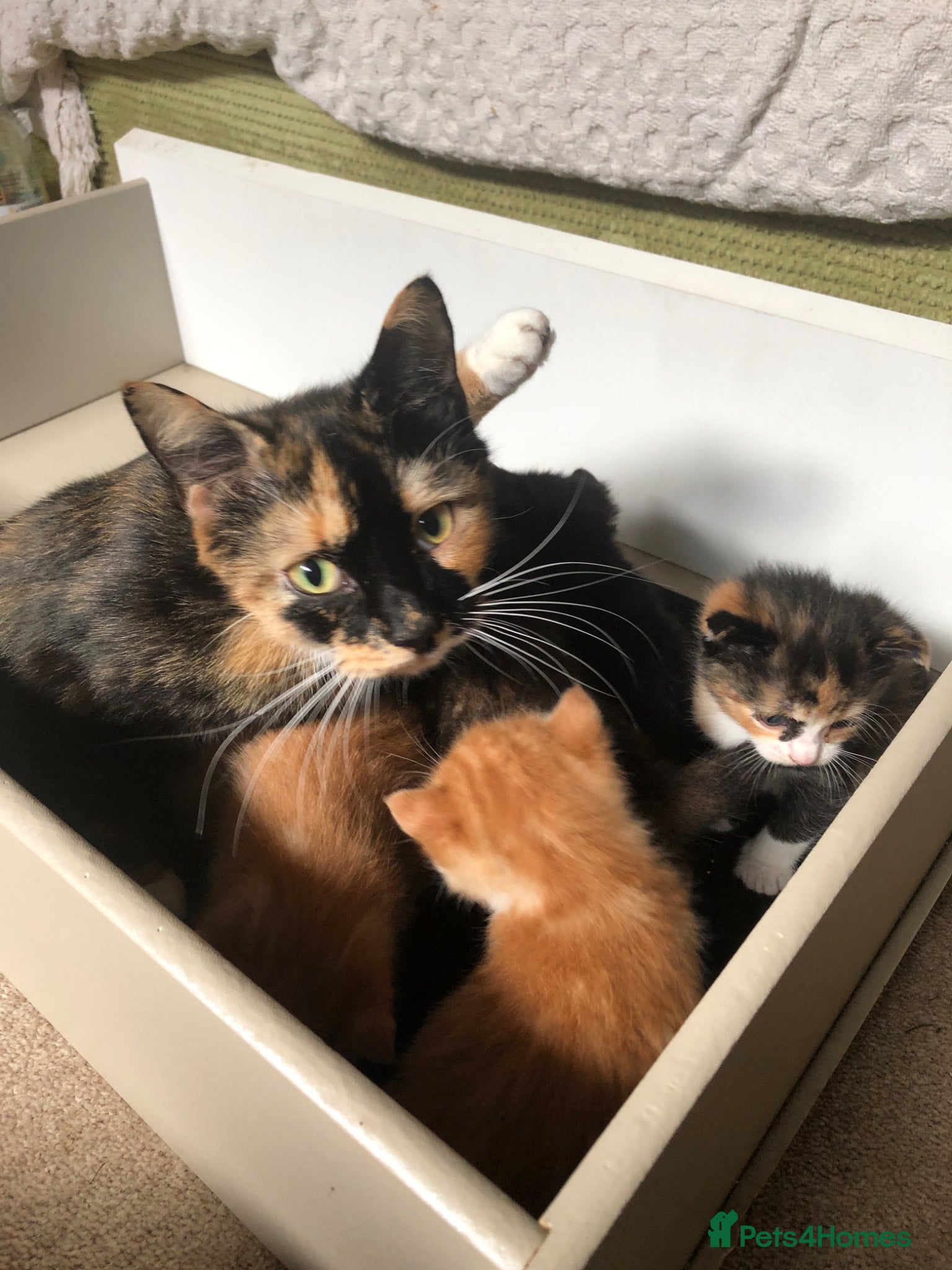 Mixed Breed cats 5 kittens  - Advert 1