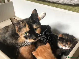 Mixed Breed cats 5 kittens - Advert 7