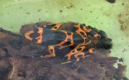 Frog reptiles for sale: Bumble bee dart frogs x3 - Image 4