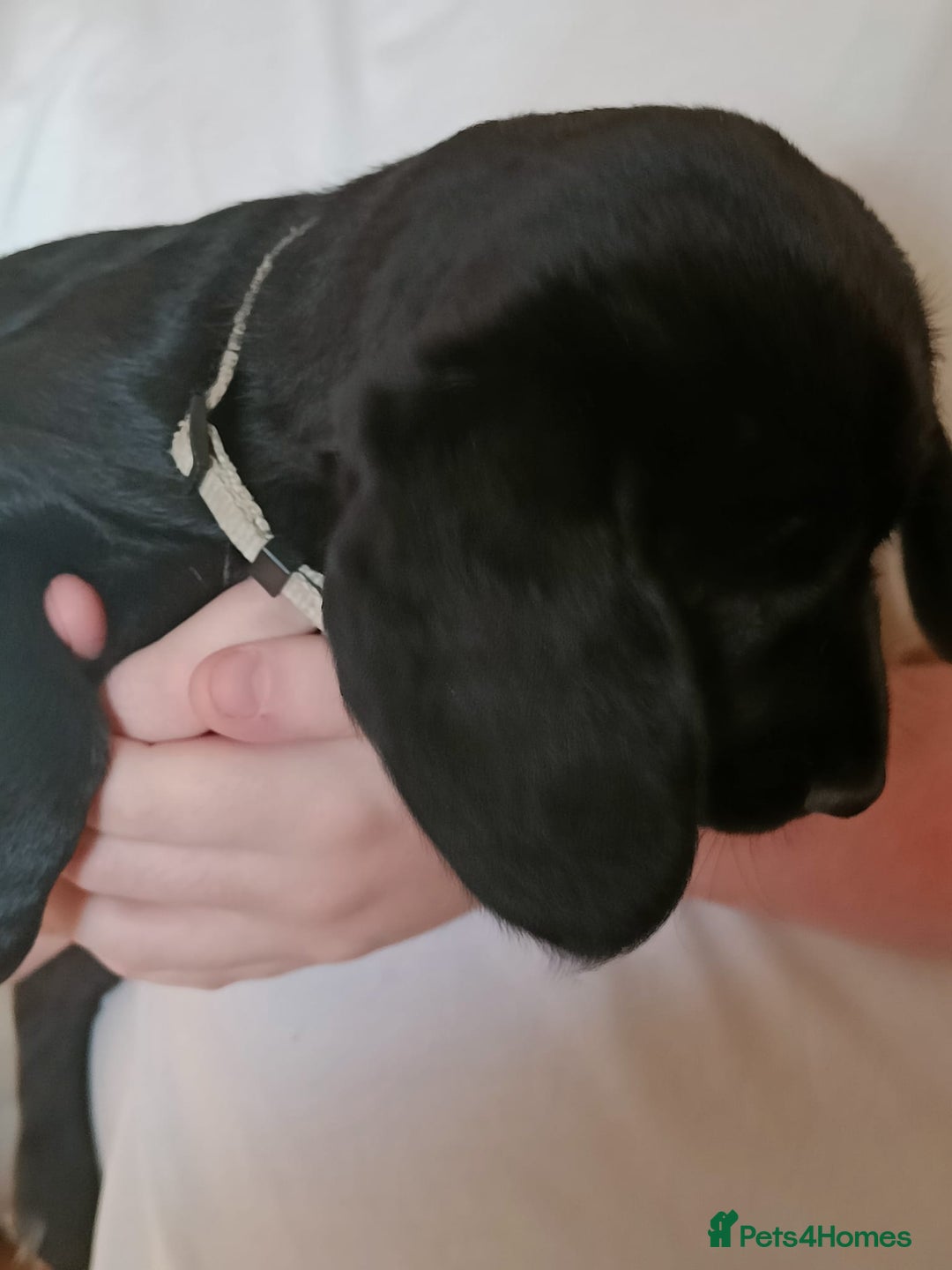 Mixed Breed dogs for sale: Puppies - Image 7