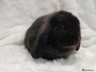 Mini Lop rabbits Adorable Baby Minilops. Free local delivery. - Advert 7