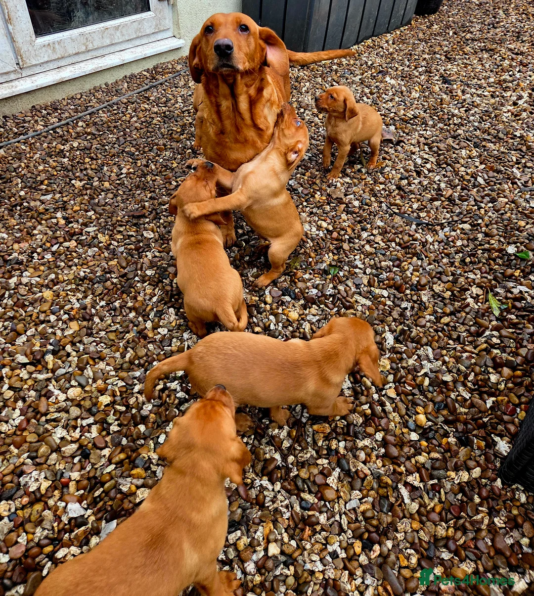 Labrador Retriever dogs for sale: Propa Fox Red lab Pups available  - Advert 23