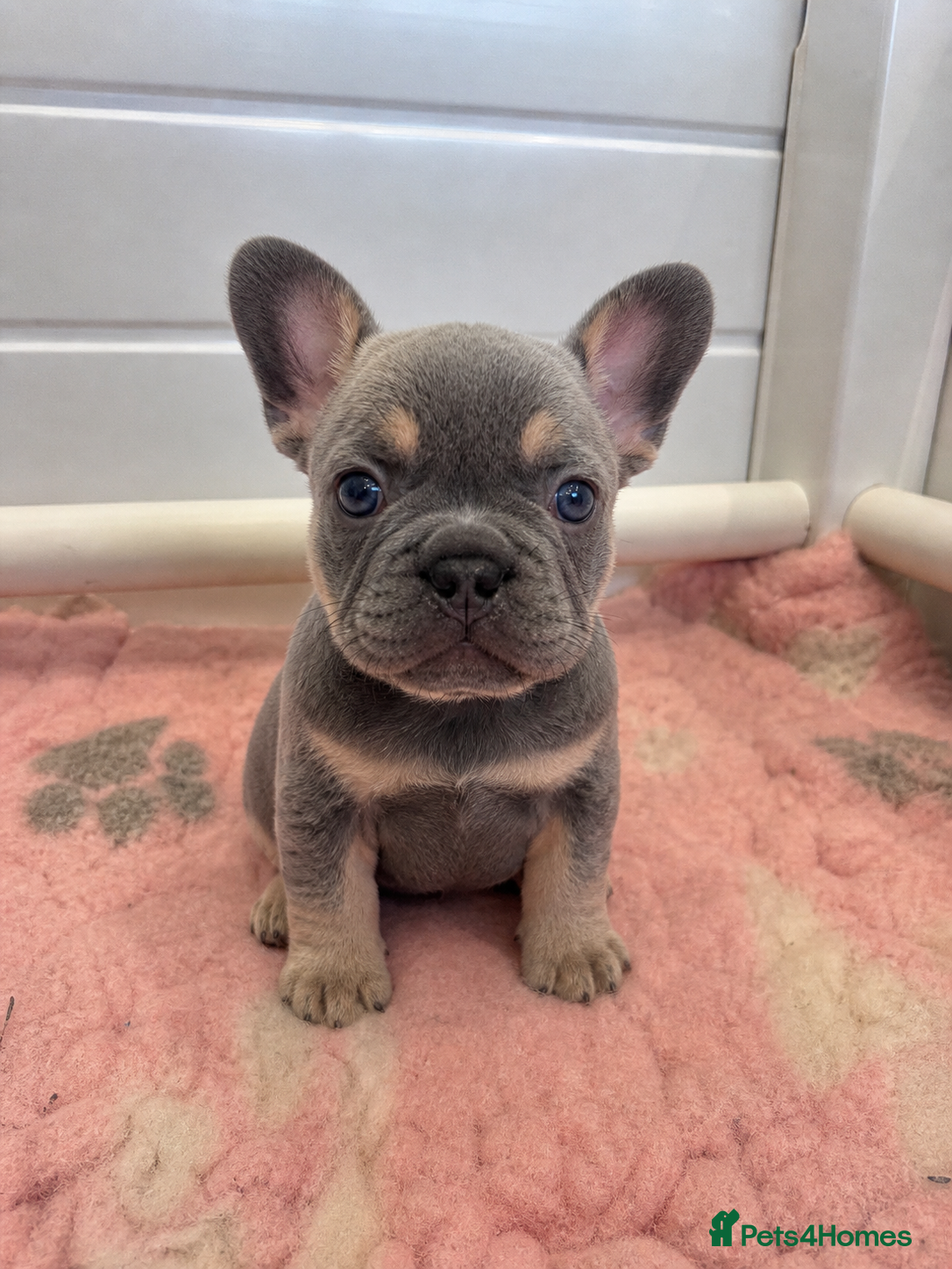 French Bulldog dogs for sale: Last Girl Remaining 🐶  KC Registered ! - Advert 20