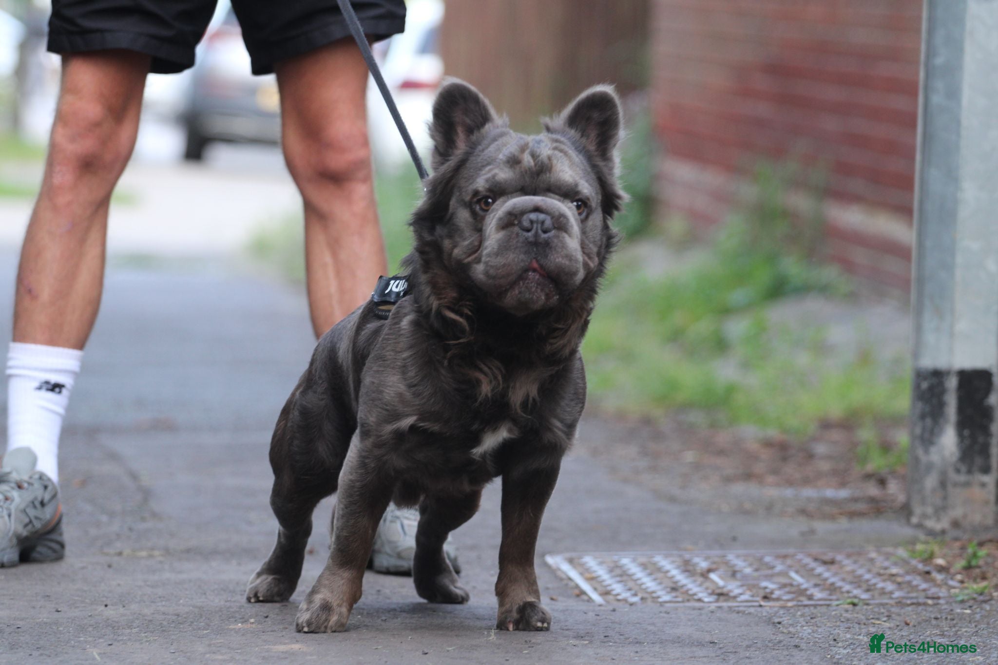 French Bulldog dogs Big rope Fluffy french bulldog stud TED - Advert 1