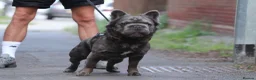 French Bulldog dogs for stud:  **  Fluffy french bulldog stud TED in Birmingham - Advert 1