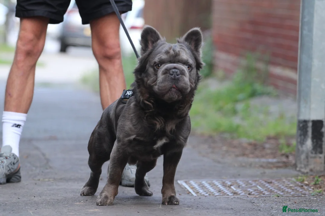 French Bulldog dogs for stud:  **  Fluffy french bulldog stud TED in Birmingham - Advert 1