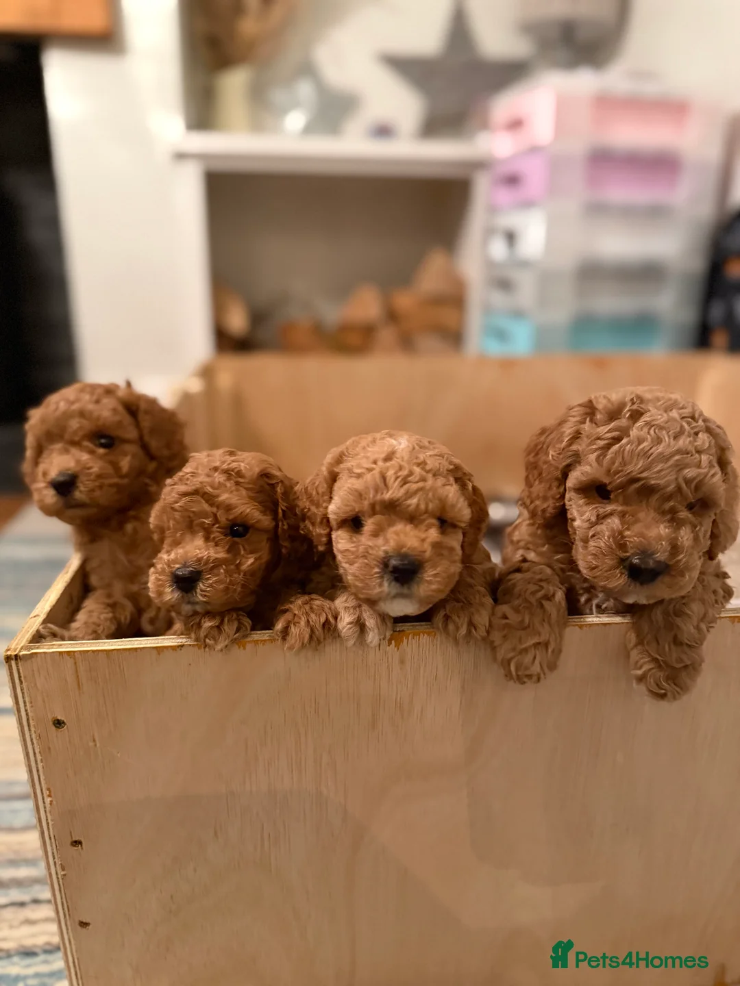 Toy Poodle dogs for sale: Toy poodles - Advert 6