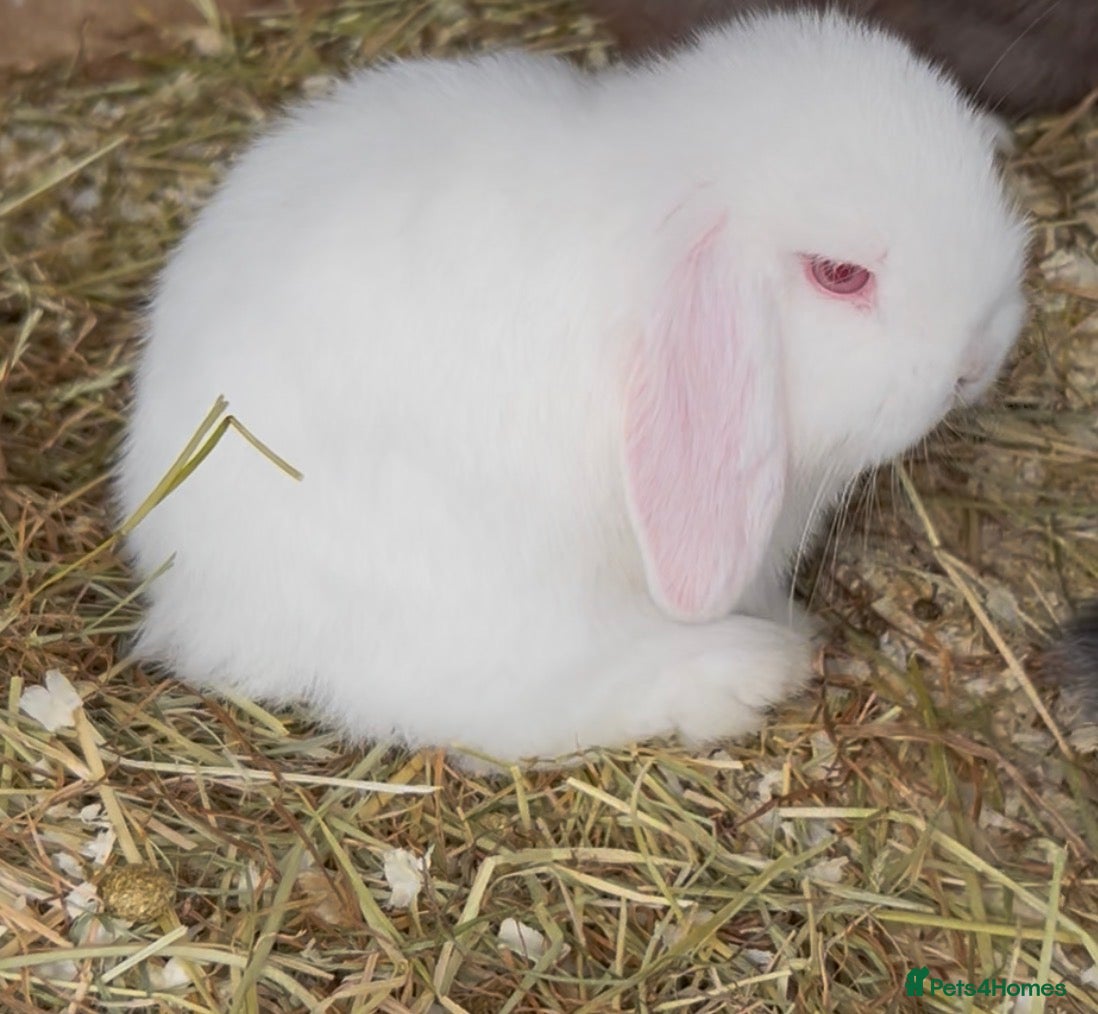 Mini Lop rabbits Gorgeous Mini Lop Babies looking for loving homes. - Advert 17