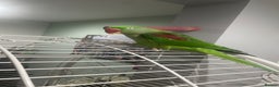 Parrots birds for sale: Stunning female alexandrine IVY - Advert 6