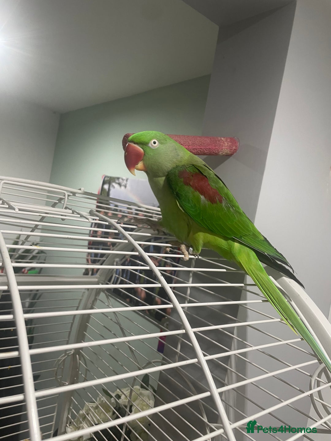 Parrots birds for sale: Stunning female alexandrine IVY - Advert 6