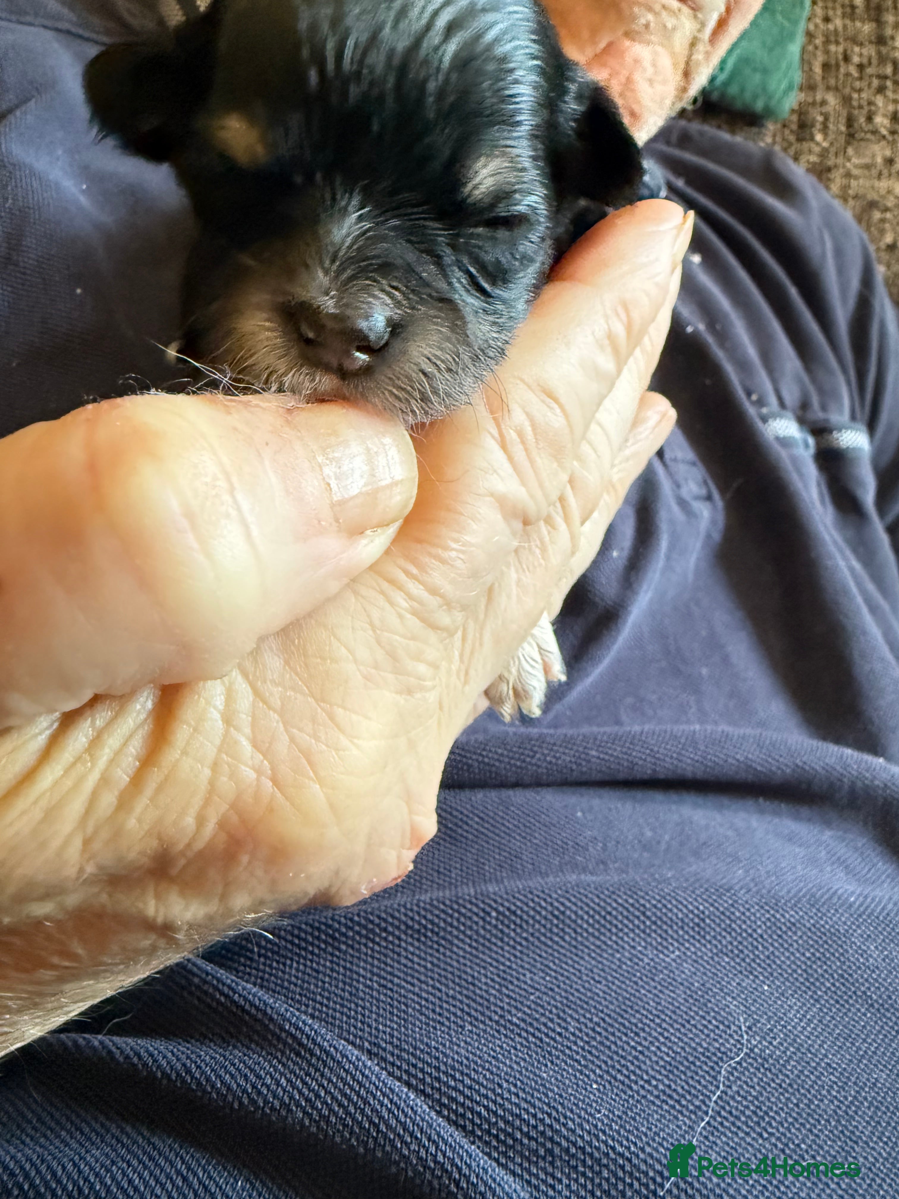 Chihuahua dogs Chihuahua boys left born wed 10th June  - Advert 16
