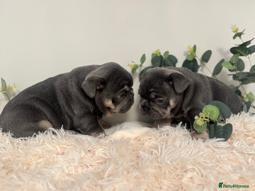 French Bulldog dogs for sale: Beautiful KC Registered French Bulldog Boys  - Advert 9